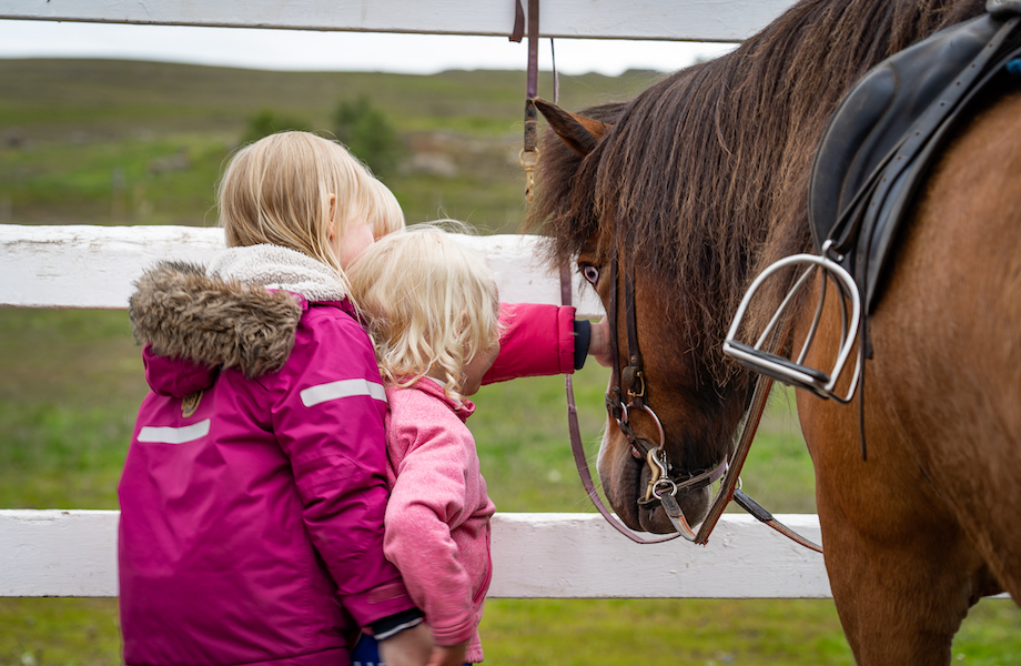 Date-the-Icelandic-Horse-920x600-8808.jpg